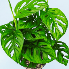 KOKEDAMA DE MONSTERA ANDASONII - comprar online