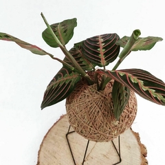 KOKEDAMA DE MARANTA BIGODE DE GATO - loja online