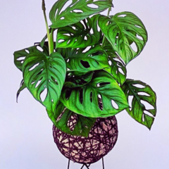 KOKEDAMA DE MONSTERA ANDASONII