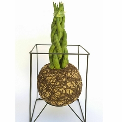 KOKEDAMA DE TORRE DE LANÇAS DE SÃO JORGE (SANSEVERIA CYLINDRICA) - comprar online