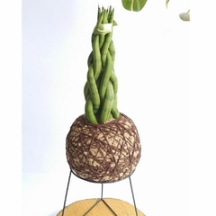 KOKEDAMA DE TORRE DE LANÇAS DE SÃO JORGE (SANSEVERIA CYLINDRICA)