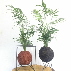 KOKEDAMA DE PALMEIRINHA CHAMAEDOREA - comprar online