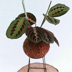 KOKEDAMA DE MARANTA BIGODE DE GATO na internet