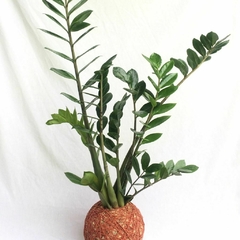 KOKEDAMA DE ZAMIOCULCA