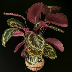 KOKEDAMA DE CALATHEA MEDALLION - comprar online