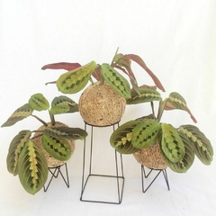 KOKEDAMA DE MARANTA BIGODE DE GATO