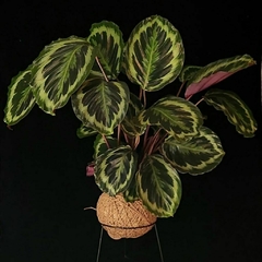 KOKEDAMA DE CALATHEA MEDALLION - Diana Luz - Qual é a sua ideia? 