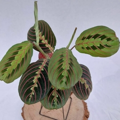 Imagem do KOKEDAMA DE MARANTA BIGODE DE GATO