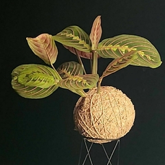 KOKEDAMA DE MARANTA BIGODE DE GATO - comprar online