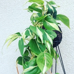 KOKEDAMA DE FILODENDRO BRASIL - comprar online