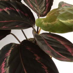 KOKEDAMA DE MARANTA RUBI OU CALATHEA RUBY - comprar online