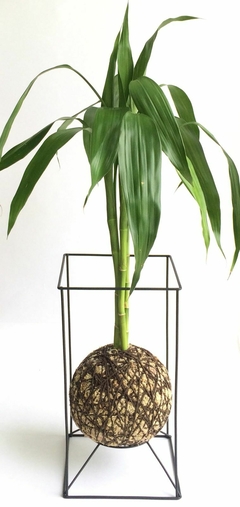 KOKEDAMA DE BAMBU DA SORTE COM 3 HASTES