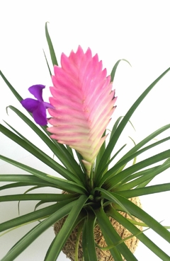 KOKEDAMA DE BROMÉLIA TILLANDSIA CYANEA - comprar online