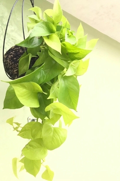 KOKEDAMA DE JIBOIA LIMÃO - comprar online