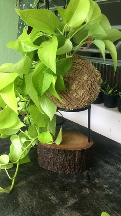 KOKEDAMA DE JIBOIA LIMÃO na internet