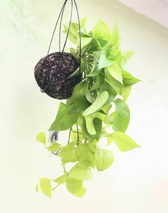 KOKEDAMA DE JIBOIA LIMÃO