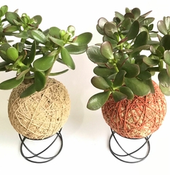 KOKEDAMA DE JADE