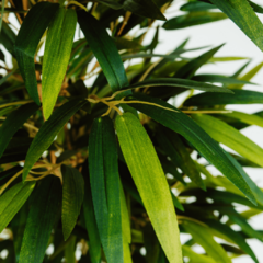 Planta Árvore Artificial Bambu Reto Sem vaso - Ozem Decor