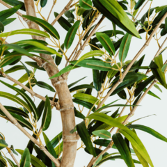 Planta Árvore Artificial Bambu Mosso Sem Vaso 2,3 Mts na internet