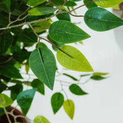 Planta Árvore Artificial Ficus Sem Vaso 1,7 Mt na internet