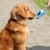 Garrafa de água cão portátil, cães pequenos e grandes, cachorro e gato, viag - SHEKINAH PRESENTE PERFEITO