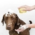 Escova de Banho para seu Pet na internet
