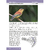 Aves Catarinenses Volume 2 - loja online