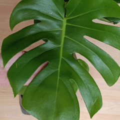 Monstera deliciosa / Costilla de Adán o Cerimán - comprar en línea