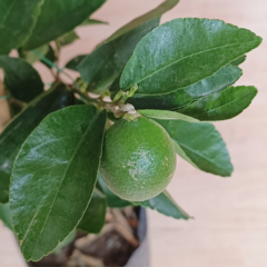 Árbol de limón - comprar en línea