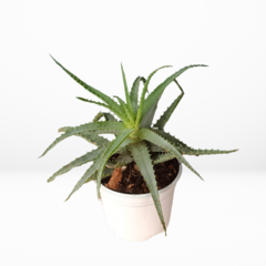 Sábila / Aloe Vera