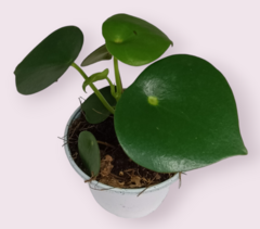 Corazón de maría (Peperomia polybotrya)