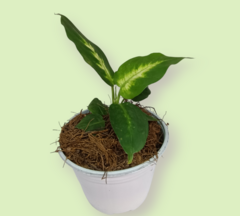 Mariana (Dieffenbachia)