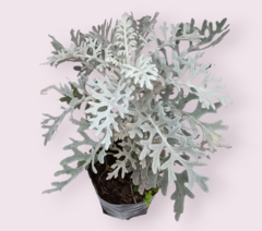 Senecio maritimus