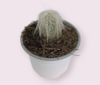 Viejito cactus / Cephalocereus senilis