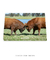 Quadro Decorativo - Briga de touros Red angus - Cenas de Campo