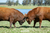 Quadro Decorativo - Briga de touros Red angus