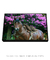 Quadro Decorativo - cavalo 05 - comprar online