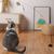 Brinquedo para gato pássaro interativo na internet