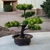 Bonsai decorativo - comprar online