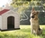Casa para Perro grande hibrida. en internet