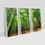 Quadros Decorativos Bambu - comprar online