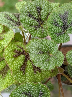 Begonia Cruz de Hierro