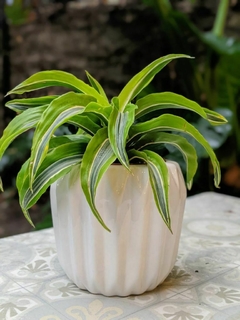 Dracena Lemon Surprise