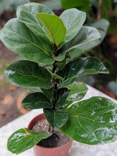 Ficus Pandurata Bambino