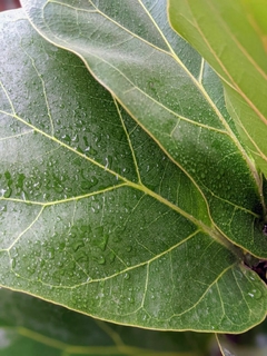 Ficus Pandurata Bambino en internet