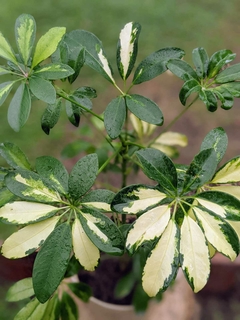 Schefflera variegada