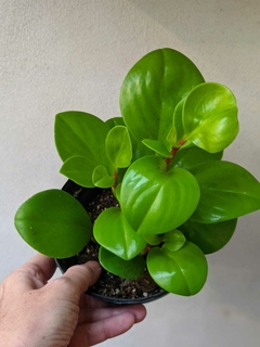 Peperomia Lemon