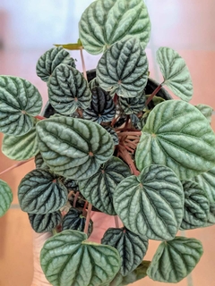 Peperomia Caperata