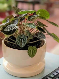 Peperomia Caperata - comprar online