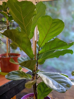 Ficus Pandurata 3 lt.